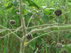 Abutilon