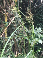 Scleria terrestris