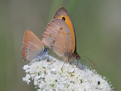 Satyrium acaciae
