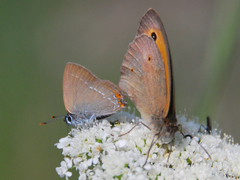 Satyrium acaciae