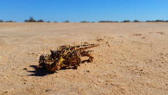 Moloch horridus
