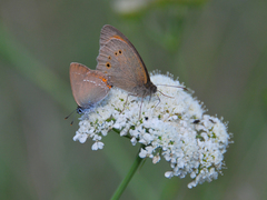 Satyrium acaciae