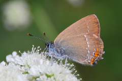 Satyrium acaciae