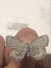 Celastrina lucia