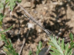 Enallagma exsulans