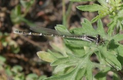 Enallagma exsulans