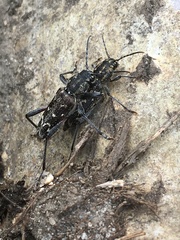 Xylotrechus rusticus
