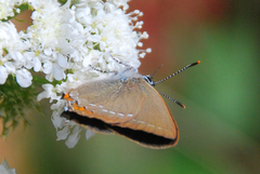 Satyrium acaciae