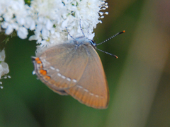 Satyrium acaciae