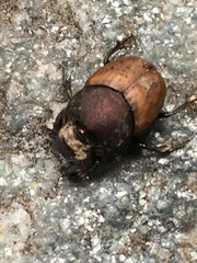 Onthophagus coenobita