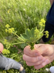 Alchemilla propinqua