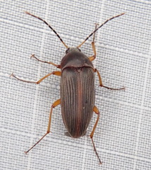 Androchirus erythropus