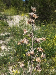 Yucca flaccida