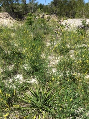 Yucca flaccida