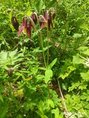 Aquilegia oxysepala