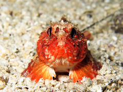 Richardsonichthys leucogaster