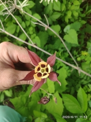 Aquilegia oxysepala