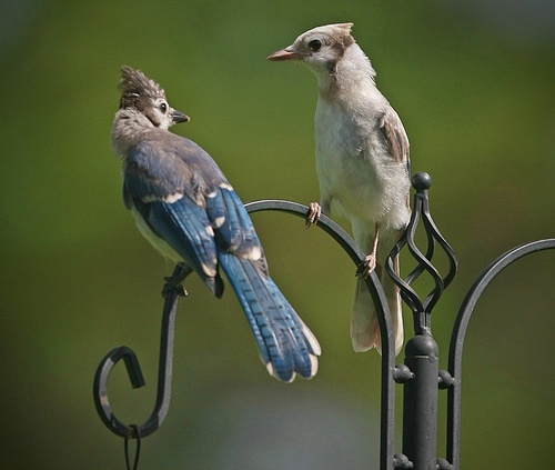 Cyanocitta cristata image