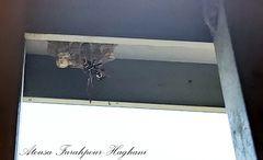 Polistes gallicus