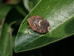 Stethaulax marmorata