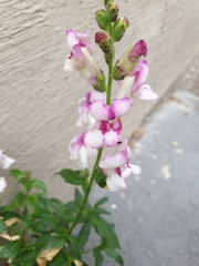 Antirrhinum majus