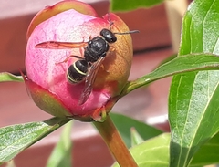 Gymnomerus laevipes