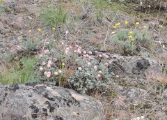 Eriogonum thymoides