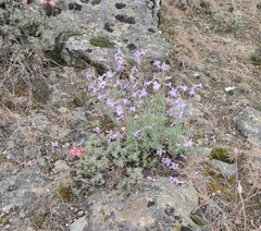 Penstemon gairdneri