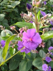 Tibouchina