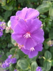 Tibouchina