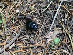 Anoplotrupes