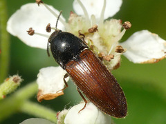 Ampedus mixtus