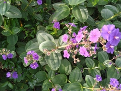 Tibouchina