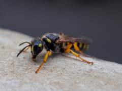 Cerceris arenaria