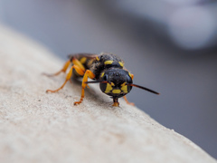 Cerceris arenaria