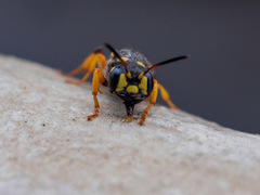 Cerceris arenaria