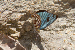 Dynamine postverta mexicana