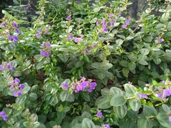 Tibouchina