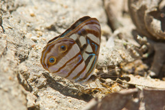 Dynamine postverta mexicana