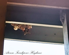 Polistes gallicus