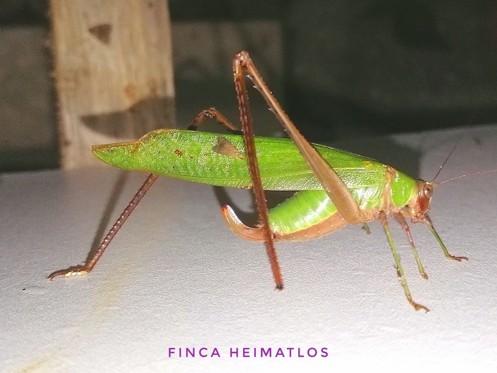 Ceraia tibialis