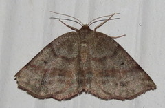 Metarranthis duaria