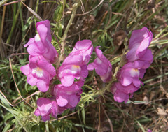 Antirrhinum tortuosum
