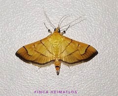Salbia