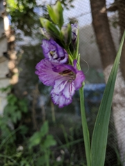 Gladiolus