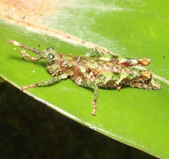 Bryophilacris cryptica
