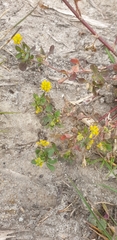 Trifolium dubium