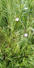 Dianthus campestris