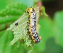 Orthosia limbata