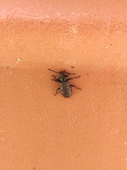 Phymatestes tuberculatus